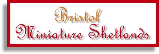 Welcome to Bristol Miniature Shetlands, home of Shetland Ponies in a Miniature Horse package!